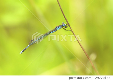 Hosomiotsunentonbo 29770182