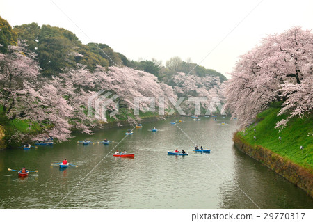 Chidorigafuchi的櫻花 29770317