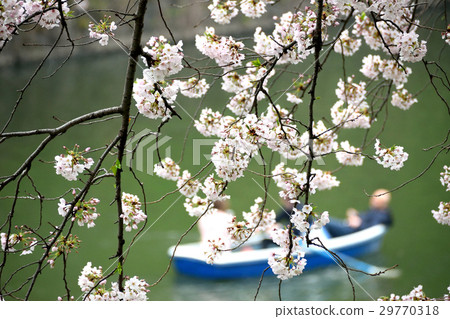 Chidorigafuchi的櫻花 Chidorigafuchi的櫻花 29770318