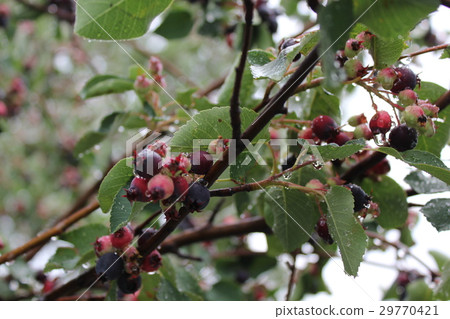 Shadberry with water drop leaves and berrys 20045 Shadberry with water drop leaves and berrys 20045 29770421
