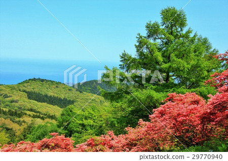 新的綠色和杜鵑花 29770940