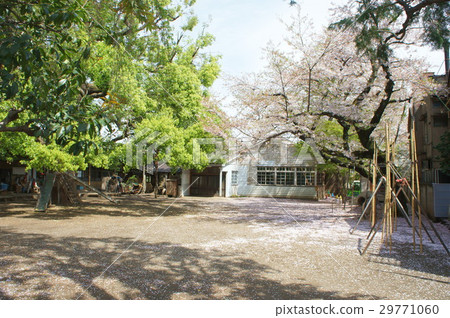 幼兒園與櫻花 幼兒園與櫻花 29771060