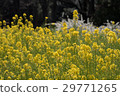 Rapeseed field 29771265