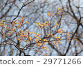 Spring shoots 29771266
