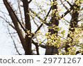 Fresh green of maple 29771267