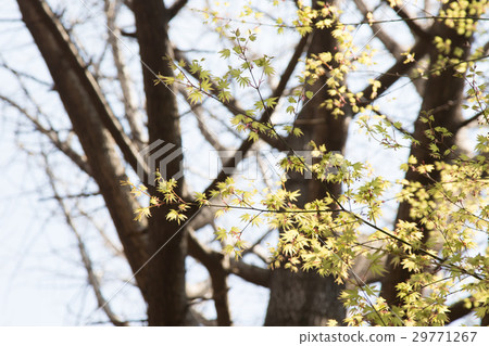 Fresh green of maple Fresh green of maple 29771267