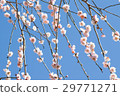 Weeping cherry tree 29771271