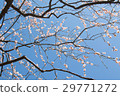 plum	 29771272