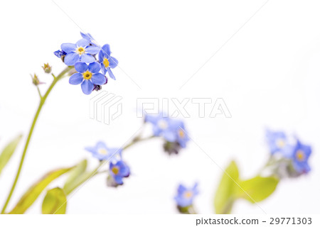 白色支持的Wasenagusa花 白色支持的Wasenagusa花 29771303