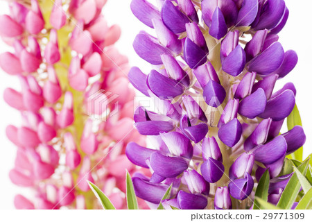 粉紅色備份紫色novorifuji花 29771309