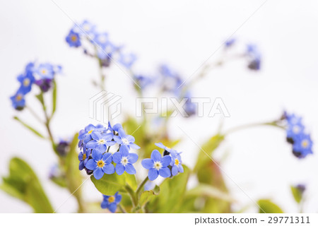 Flowers of white backed Wasenagusa Flowers of white backed Wasenagusa 29771311
