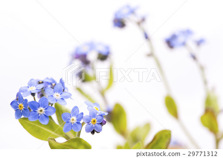 Flowers of white backed Wasenagusa 29771312