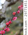 Kobai 29771451