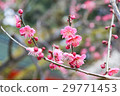 Kobai 29771453