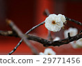 White plum 29771456