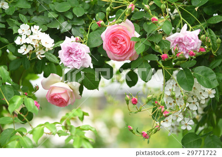 Vine Pierre de Ronzal Vine Pierre de Ronzal 29771722