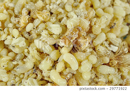 ants eggs close up for background ants eggs close up for background 29771922