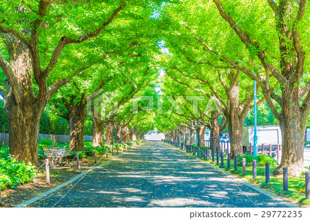 東京明治神宮銀杏樹在外面的花園裡排列著樹 東京明治神宮銀杏樹在外面的花園裡排列著樹 29772235