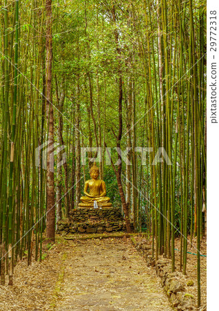 Golden Buddha Image in between bamboos 29772318
