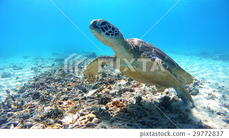 Underwater photograph of Takashi Tokidaka bean sea turtle in Tokashiki Island, Okinawa 29772837