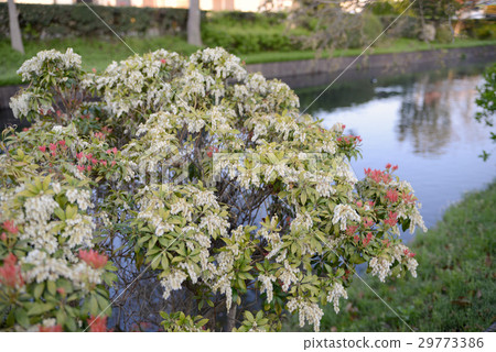 Asebi花和紅色年輕葉子 Asebi花和紅色年輕葉子 29773386