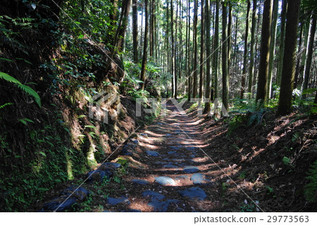 March Kamakura 205通過日出日出的方法·牽牛花 March Kamakura 205通過日出日出的方法·牽牛花 29773563