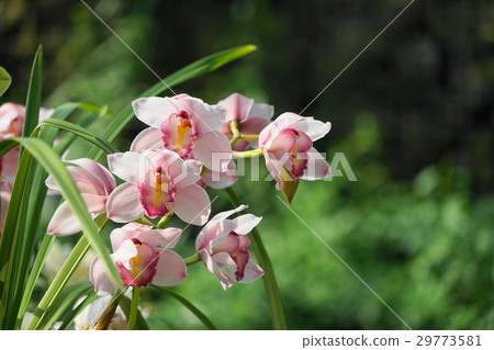 March Orchid Cinbidium and Orchids Department 13 29773581
