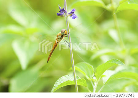 Ushubitimbo 29773745