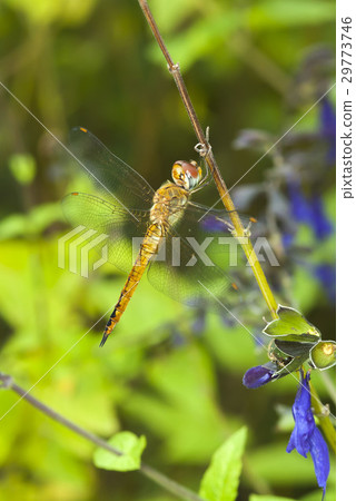 黃蜻 29773746