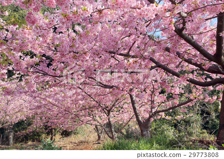 Kawazu cherry tree with small product 29773808
