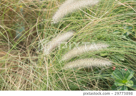 Imperata cylindrica Beauv of Feather grass Imperata cylindrica Beauv of Feather grass 29773898