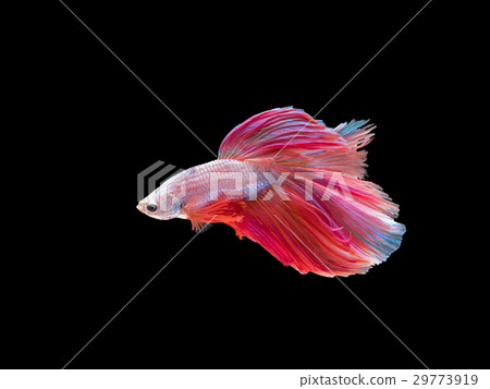 Betta fish, Siamese fighting fish isolated Betta fish, Siamese fighting fish isolated 29773919