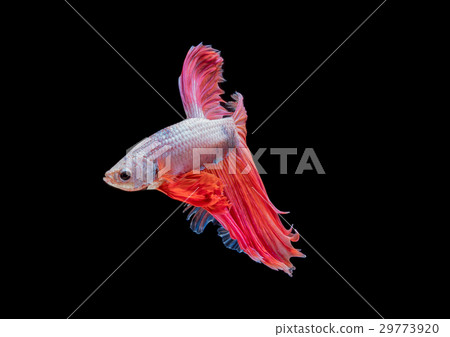 Betta fish, Siamese fighting fish isolated  29773920