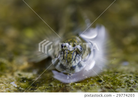 The Ogasawara Tama Frog (Tobihaze) The Ogasawara Tama Frog (Tobihaze) 29774203