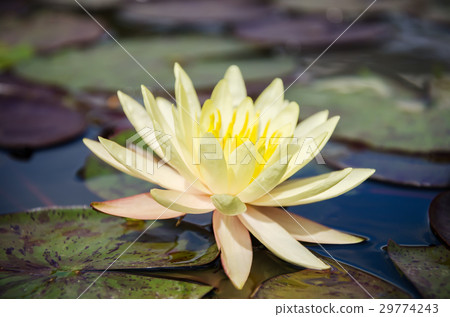 Yellow waterlily flower blossom in a pond 29774243