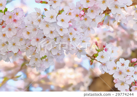 Cherry blossom blooming image Cherry blossom blooming image 29774244