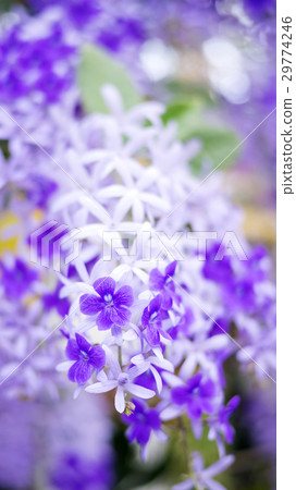 Purple Wreath flower in the garden, soft focus Purple Wreath flower in the garden, soft focus 29774246
