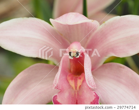 Pink western orchid 29774714