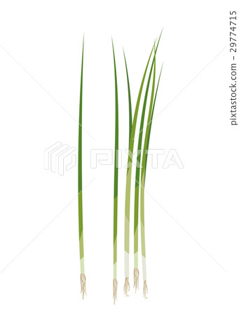 All-purpose onion [food ingredients · series] 29774715
