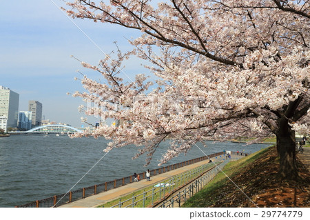 Sumida River and rows of cherry blossoms in full bloom 29774779