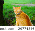Front of brown cat 29774846