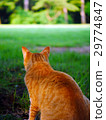 Behind the brown cat 29774847