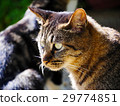 Up the face of a cat 29774851
