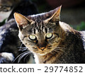 Up the face of a cat 29774852