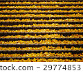 Gingko leaves accumulated on the stairs 29774853