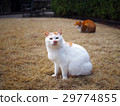 White and brown cat 29774855