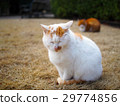 Sleepy white cat 29774856