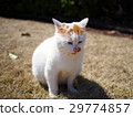 White and brown cat 29774857