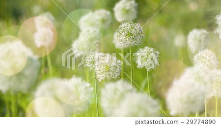 White Allium circular globe shaped flowers blow White Allium circular globe shaped flowers blow 29774890