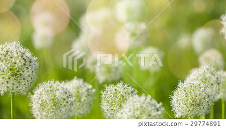 White Allium circular globe shaped flowers blow White Allium circular globe shaped flowers blow 29774891